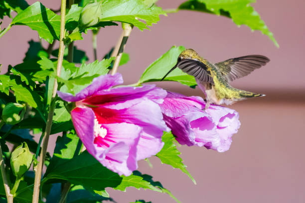istock Hummingbird feeding from pink flowers 1415215228