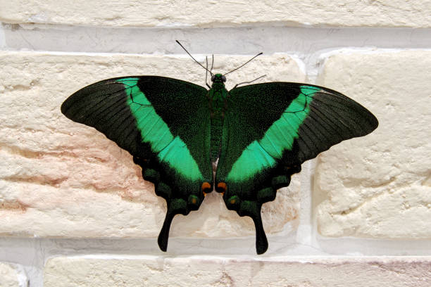 Green papilio palinurus butterfly in the house on brick wall Green papilio palinurus butterfly in the house on brick wall. Exotic insects in the home papilio palinurus stock pictures, royalty-free photos & images