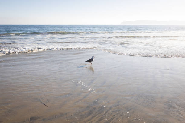 A seagull on a summer day at Coronado Beach in San Diego.