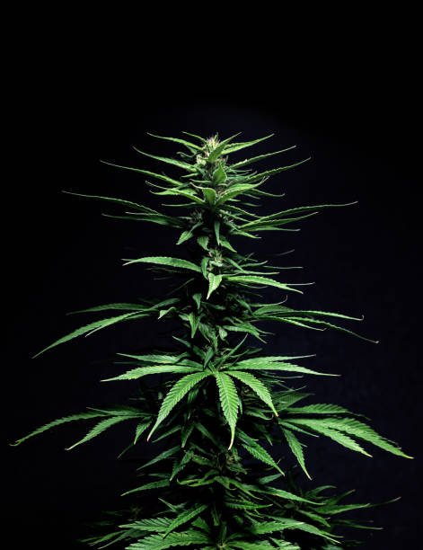 istock marijuana plant weed leaf cannabis hemp 1415215991