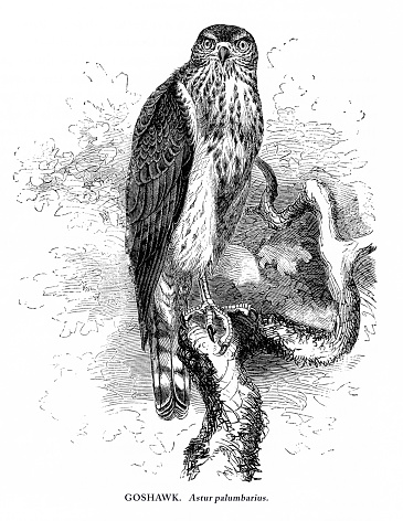 Goshawk, Bird, Antique American Engraving: Natural History, 1885. Source: Original edition from my own archives. Copyright has expired on this artwork. Digitally restored.