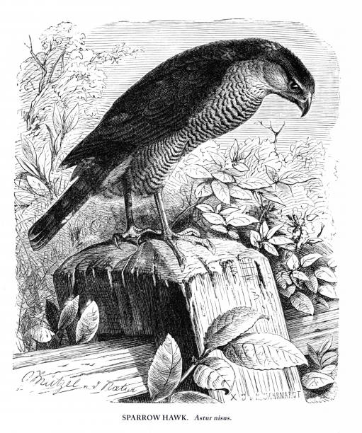 ilustrações, clipart, desenhos animados e ícones de sparrow hawk, bird, antiga gravura americana: história natural, 1885 - retro revival old fashioned animal sparrowhawk