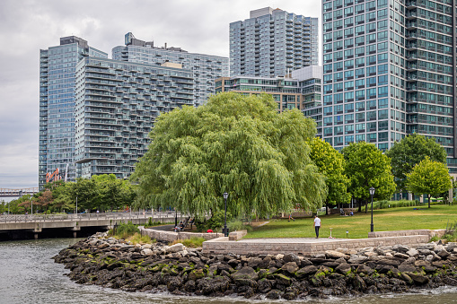 Long Island City, Queens, New York, NY, USA - July 7th 2022: Weeping willow tree at the waterfront in front of modern high rise residential buildings