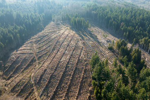 Aerial view of pine forest with large area of cut down trees as result of global deforestation industry. Harmful human influence on world ecology.
