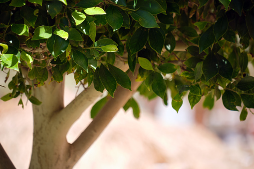 Closeup of fresh green tree with wooden trunk and vibrant green leaves growing in summer garden.
