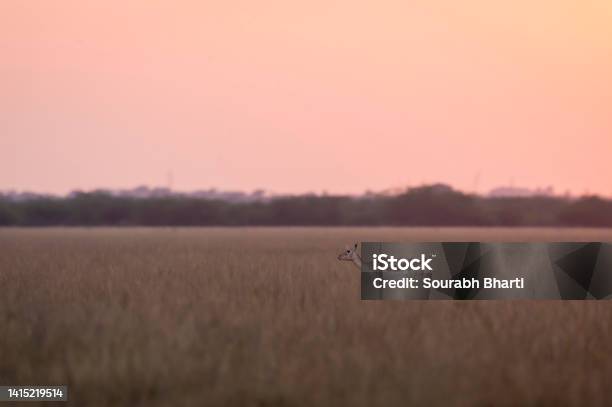 Wild Female Blackbuck Or Antilope Cervicapra Or Indian Antelope Walking In Natural Scenic Grassland Landscape Background With Sky Is Pink In Dusk Or Evening Time At Forest Of India Asia Stock Photo - Download Image Now