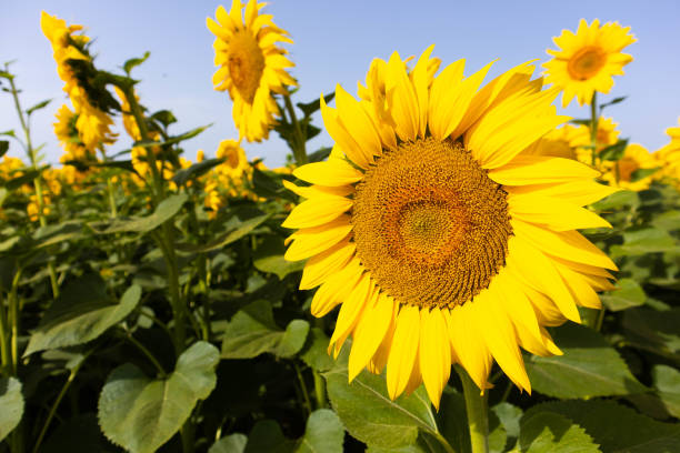 istock Sunflower cultivation in rural area, Emilia Romagna, Italy 1415219608