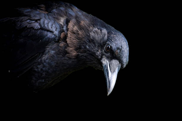 Raven Raven peering over to you in a dark background Raven stock pictures, royalty-free photos & images