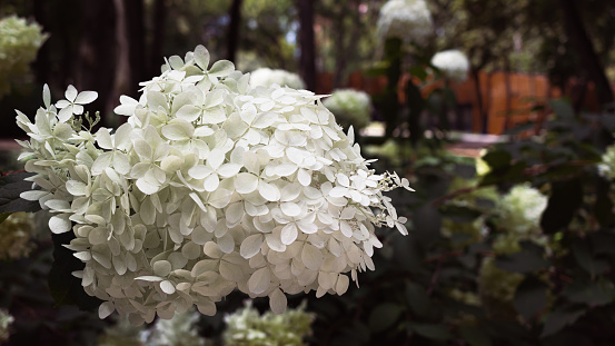 Beautiful White Hydrangea (Hydrangea arborescens). Plant with large white flowers in city park. Summer bloom. Soft focus, selective focus, close-up, blurred background. Fragrant flower bed in the garden