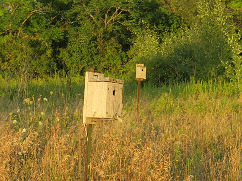 beehives in nature