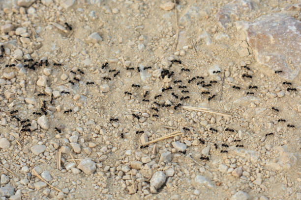 istock An army of ants 1415221481