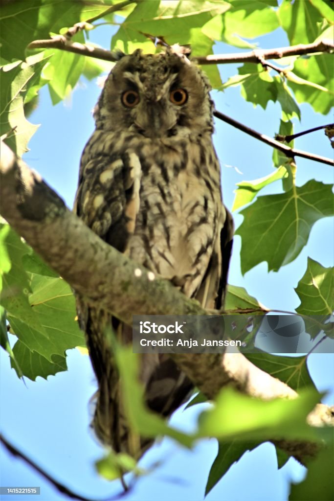 Long eared owl in a plane tree Long eared owl,asio otos, sits on a branch of a plane tree Animal Stock Photo