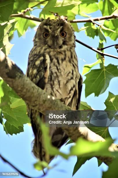 Long Eared Owl In A Plane Tree Stock Photo - Download Image Now - Animal, Animal Body Part, Animal Eye