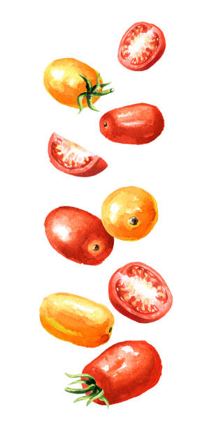 ilustrações, clipart, desenhos animados e ícones de caindo tomates vermelhos e amarelos de cereja. ilustração de aquarela desenhada à mão, isolada em fundo branco - cherry tomato tomato white background vegetable