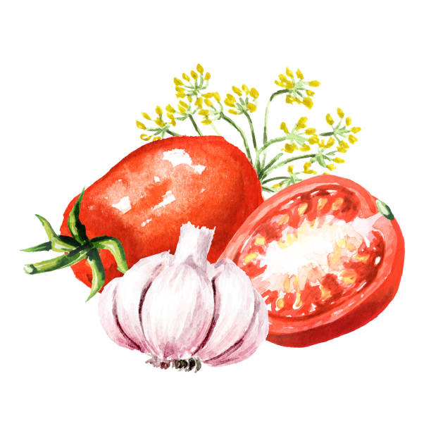istock Red cherry tomatoes, Garlic, dill inflorescence ready for home canning. Hand drawn watercolor illustration isolated on white background 1415222230