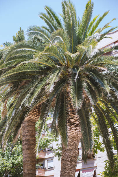 istock Beautiful palm trees in Spain 1415222721