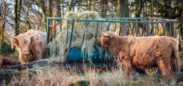 A Scottish Highland cow enjoying a trailer full of hay. Not only eating it, but also trying to wear it.