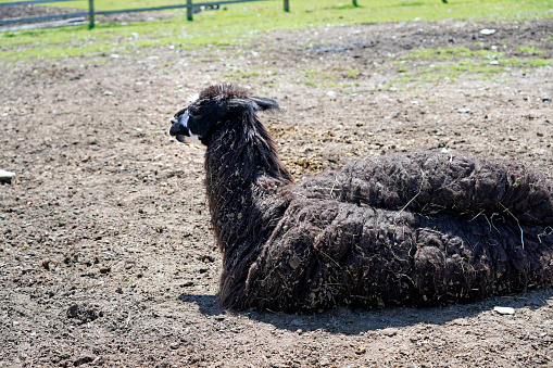 A resting black llama picture
