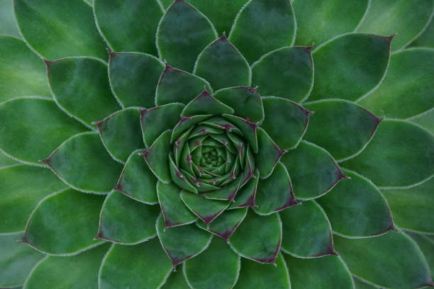 istock Cactus plant pattern wallpaper. Succulent plant patterns. Details of a succulent leaves. Succulent bloom. 1415224230