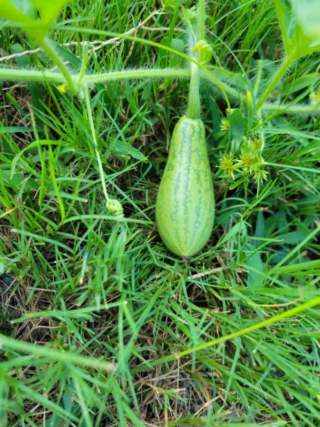 Small Watermelon stock photo