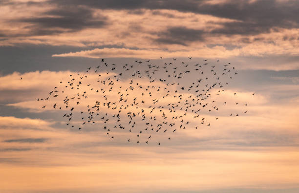 istock A flock of small birds flying in the sunset sky 1415226473