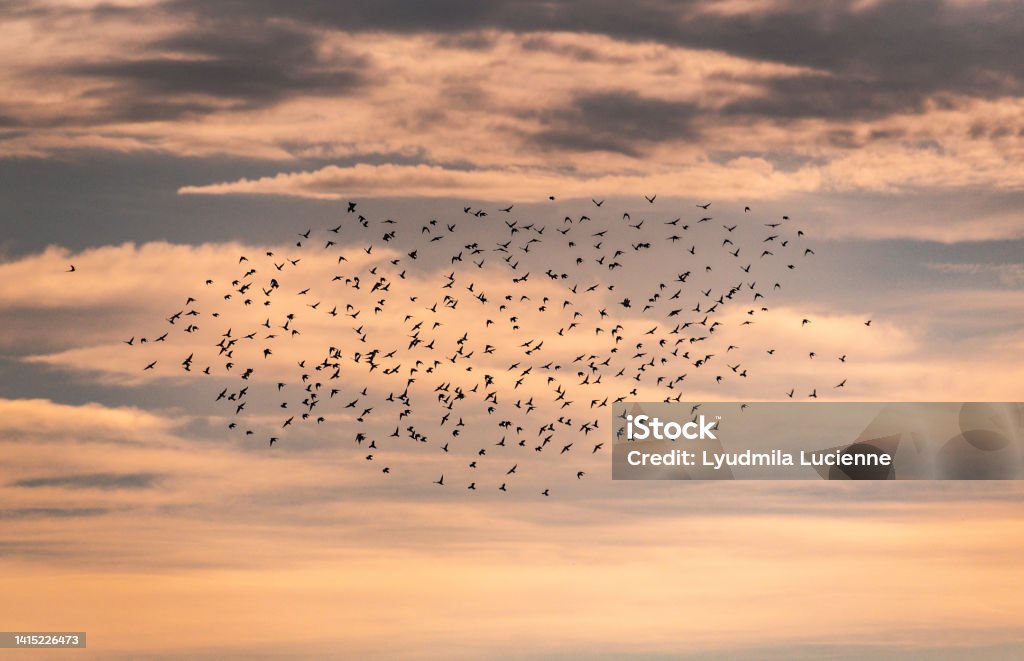 A flock of small birds flying in the sunset sky Beauty Stock Photo