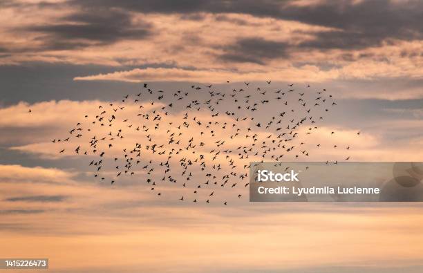 A Flock Of Small Birds Flying In The Sunset Sky Stock Photo - Download Image Now - Beauty, Bird, Blue