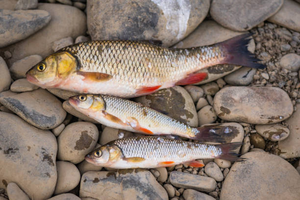 istock Fisherman's catch in a mountain river 1415226867