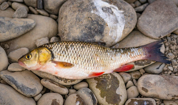 istock Fisherman's catch in a mountain river 1415226892
