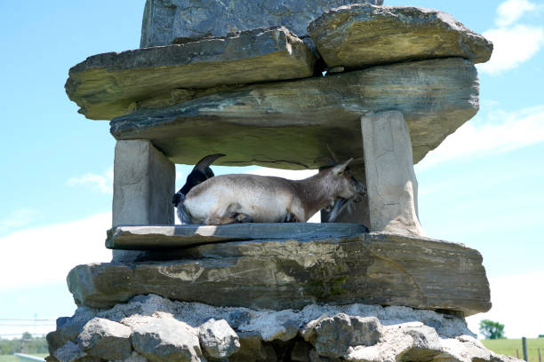 Two Alpine goats in shelter rock