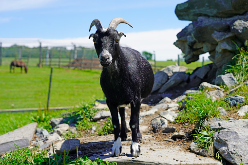 A picture of a black Alpine goats on rock in a farmhouse