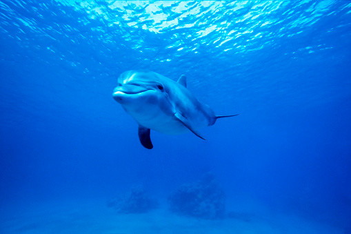 Bottlenose dolphin, Tursiops truncatus, Dolphin Reef, Eilat, Israel.     Scanned dia positive image