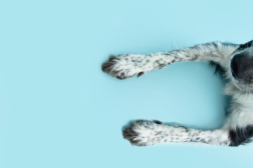 Close-up puppy dog legs lying down. Isolated on blue pastel background