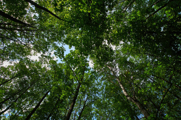 istock The sky through the trees view from below. Natural background. 1415228951