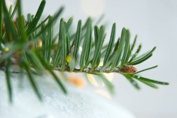 Merry Christmas and Happy New Year holidays blurred background. Blurred branch of a green Christmas tree and holiday decor on a white background.