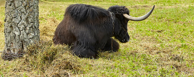 A Tibetan yak calf and a cow lie in the shade, exhausted from the heat. Global climate warming.