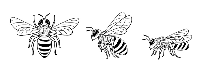 Black and white vector illustrations of a honeybee in a traditional ink drawing style.