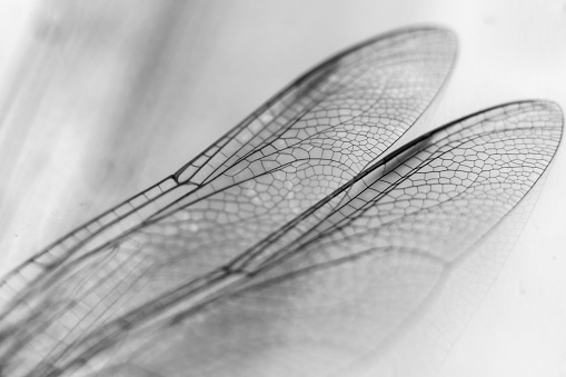 Beautiful Macro photography of Dragonfly wings on white background