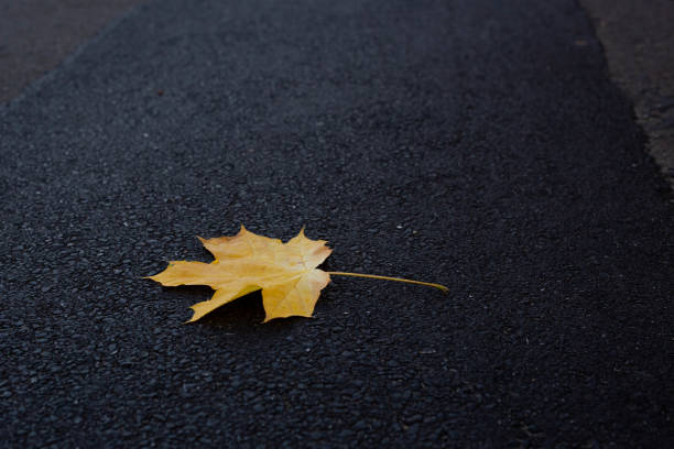 istock autumn leaves background yellow leaf one rain road track 1415231181