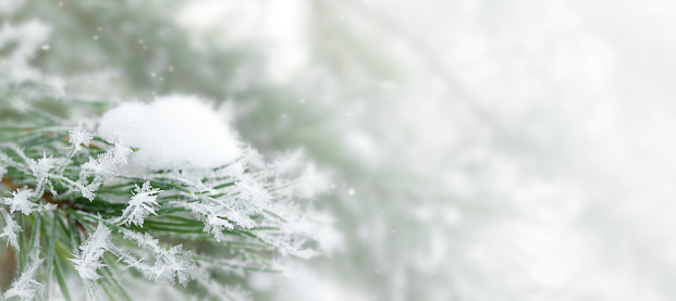 branch of a pine tree under the snow. winter background banner.
