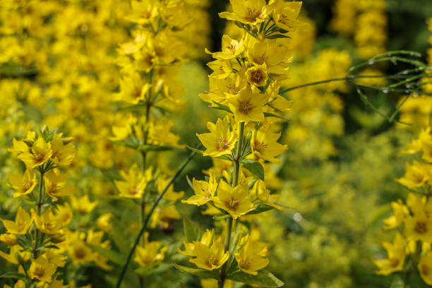 istock large yellow loosestrife blooming in the summer 1415233949