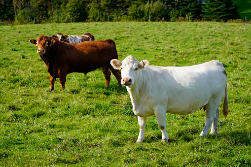 Domestic cows eating grass outdoors in nature.