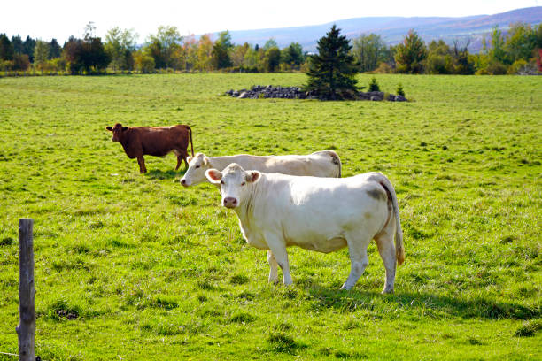 Picture of Charolais cattle with other cows on background