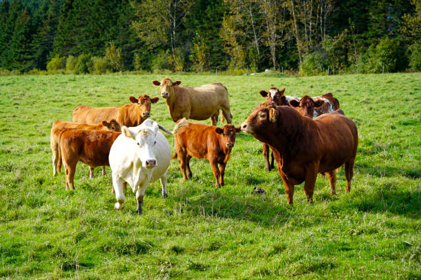 istock Herd of cows in farm pasture 1415234285