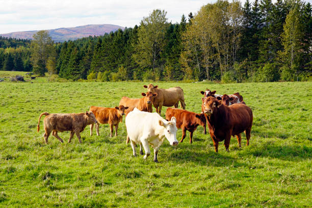 istock Herd of cows in farm pasture 1415234300
