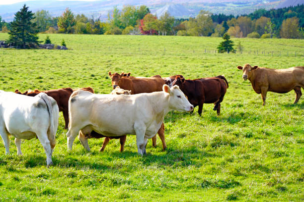istock Herd of cows in farm pasture 1415234312