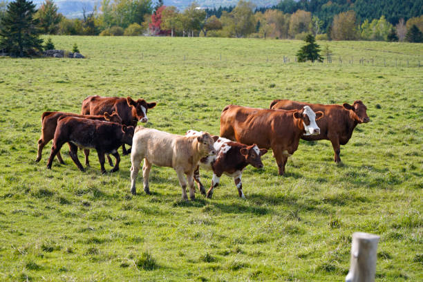istock Herd of cows in farm pasture 1415234328