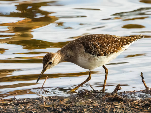 istock The wood sandpiper (Tringa glareola) 1415234344