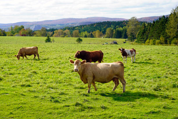 istock Herd of cows in farm pasture 1415234382