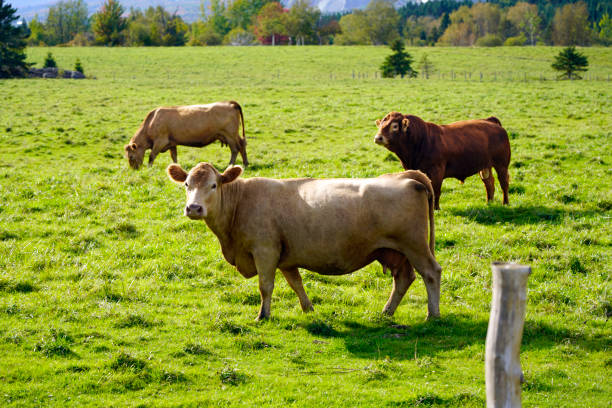 istock Herd of cows in farm pasture 1415234383
